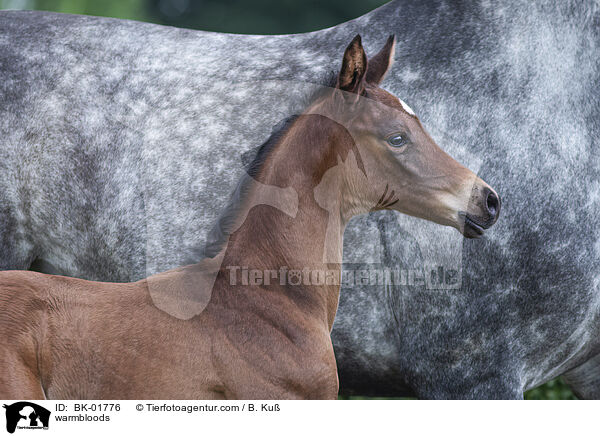 warmbloods / BK-01776