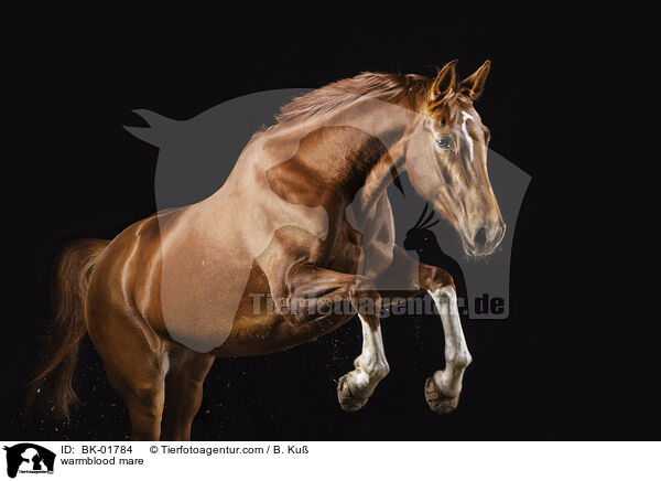 Warmblut Stute / warmblood mare / BK-01784