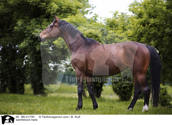 warmblood mare / BK-01794