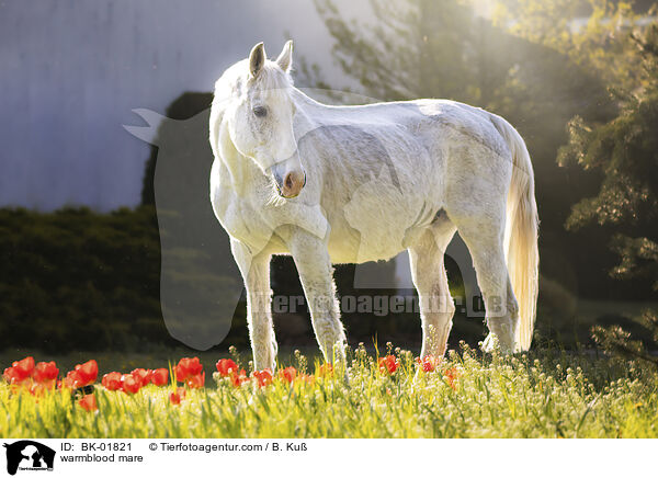 Warmblut Stute / warmblood mare / BK-01821