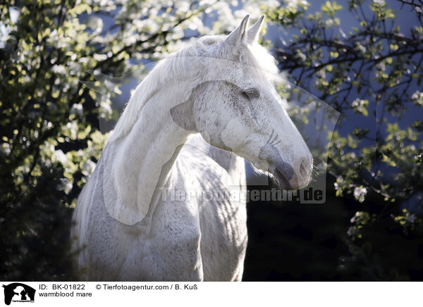 Warmblut Stute / warmblood mare / BK-01822