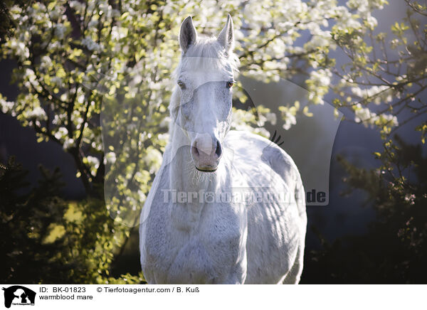 Warmblut Stute / warmblood mare / BK-01823