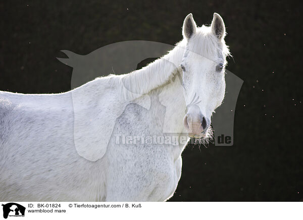 Warmblut Stute / warmblood mare / BK-01824