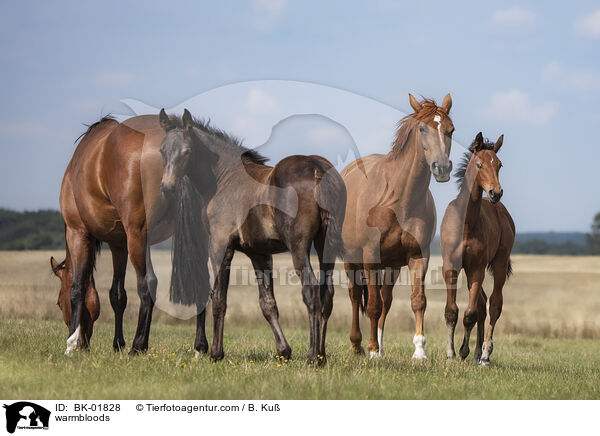 Warmblter / warmbloods / BK-01828
