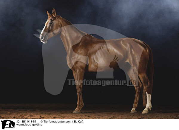 Warmblut Wallach / warmblood gelding / BK-01845