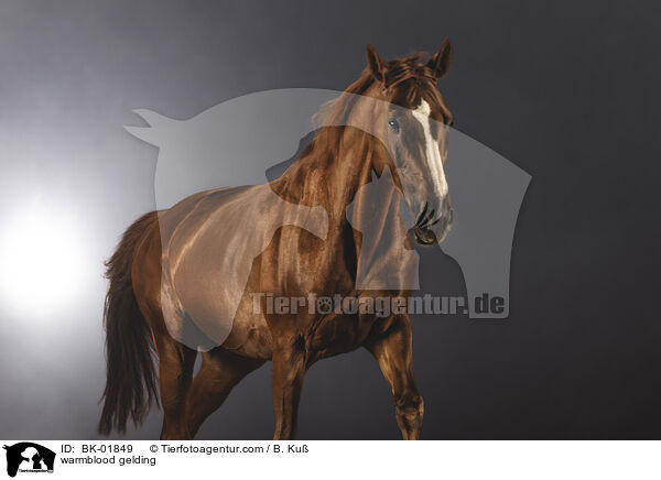 Warmblut Wallach / warmblood gelding / BK-01849