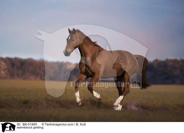 Warmblut Wallach / warmblood gelding / BK-01865