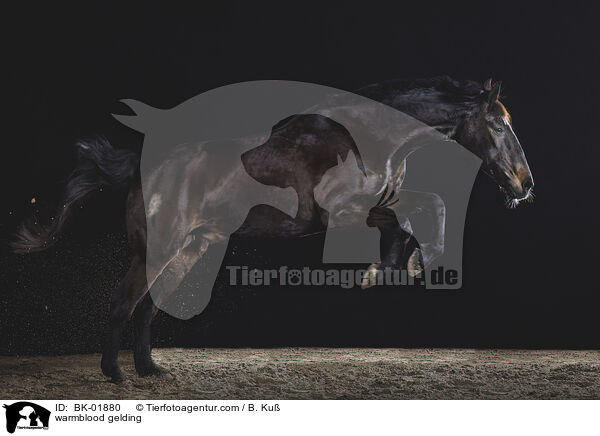 Warmblut Wallach / warmblood gelding / BK-01880
