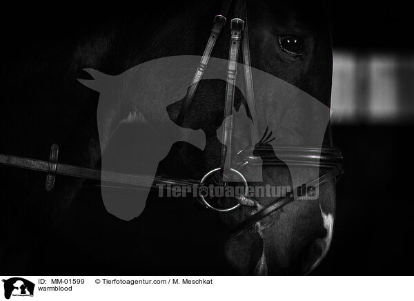 Warmblut / warmblood / MM-01599