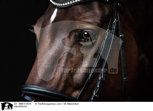 warmblood / MM-01604