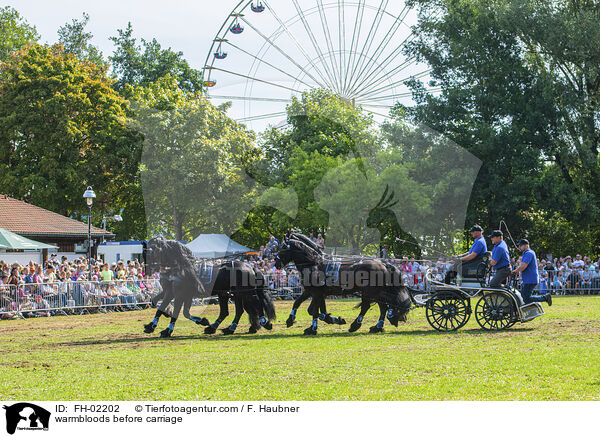 Warmblter vor Kutsche / warmbloods before carriage / FH-02202