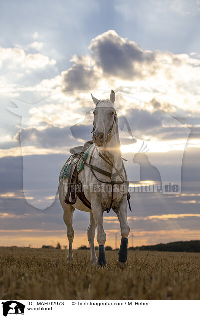 Warmblut / warmblood / MAH-02973