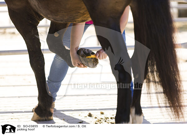 picking hoof / SO-03855