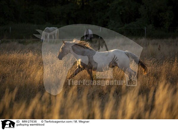 galloping warmblood / MW-27636
