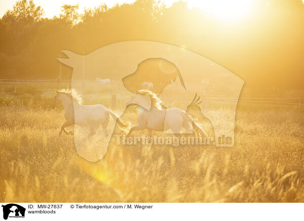 Warmblter / warmbloods / MW-27637