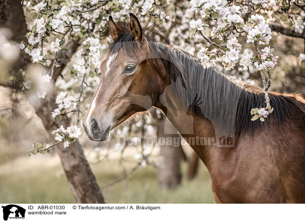 Warmblut Stute / warmblood mare / ABR-01030