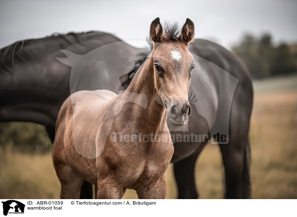 warmblood foal / ABR-01059