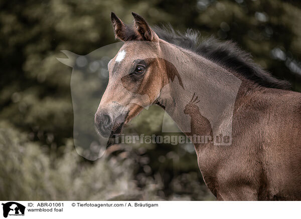 warmblood foal / ABR-01061