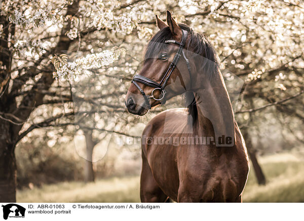Warmblut Portrait / warmblood portrait / ABR-01063