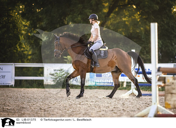Warmblut / warmblood / LIB-01375