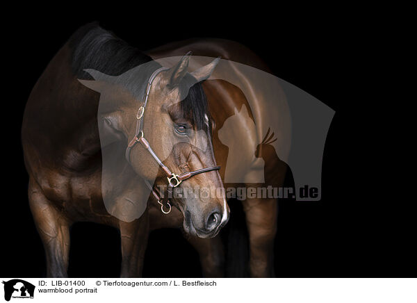 warmblood portrait / LIB-01400