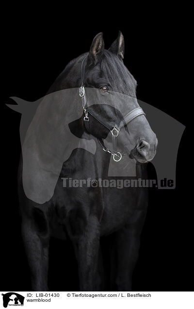 Warmblut / warmblood / LIB-01430