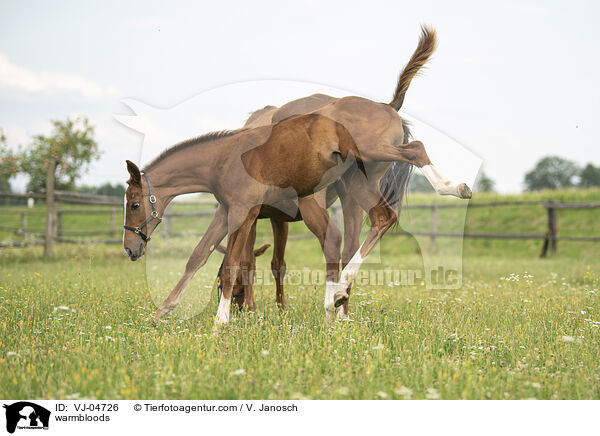 warmbloods / VJ-04726