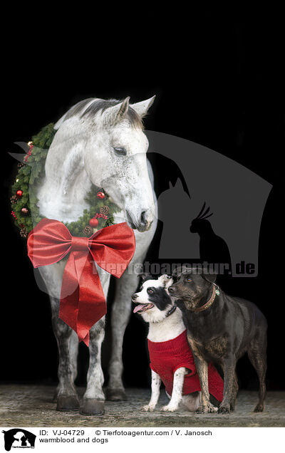 Warmblut und Hunde / warmblood and dogs / VJ-04729