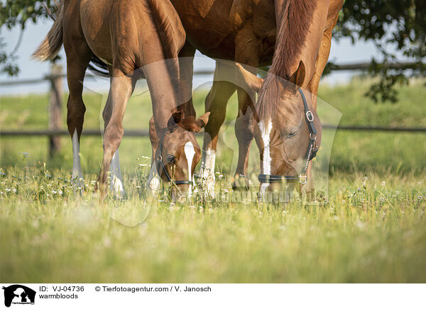 warmbloods / VJ-04736