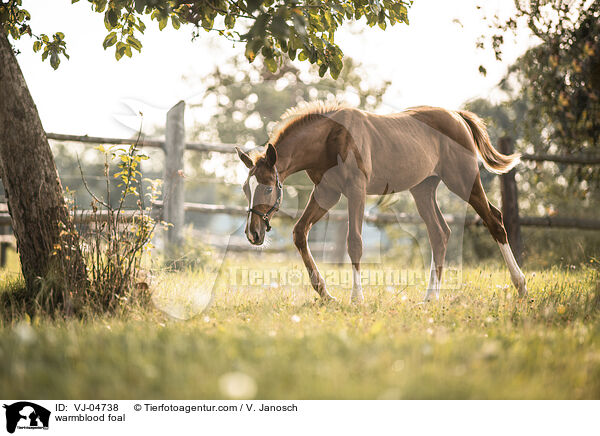 warmblood foal / VJ-04738