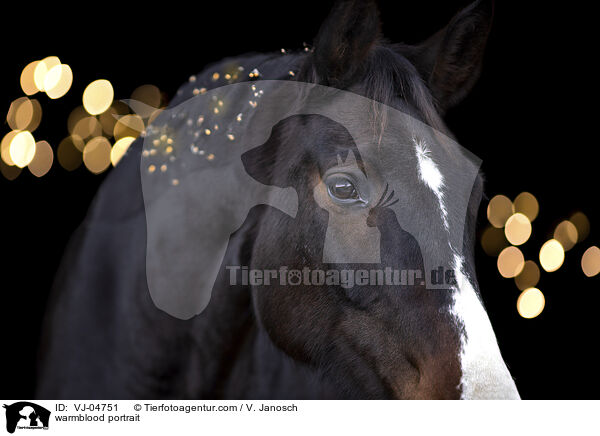 Warmblut Portrait / warmblood portrait / VJ-04751