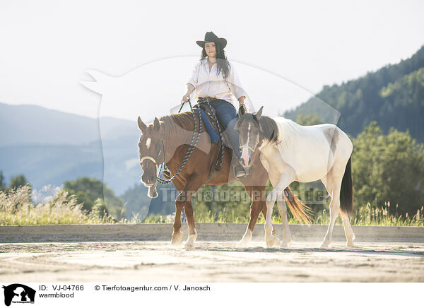 Warmblut / warmblood / VJ-04766