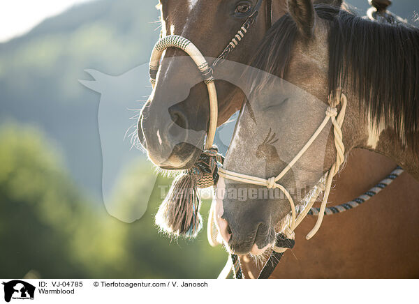 Warmblut / Warmblood / VJ-04785