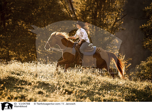 Warmblut / Warmblood / VJ-04788