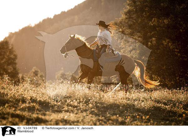 Warmblut / Warmblood / VJ-04789