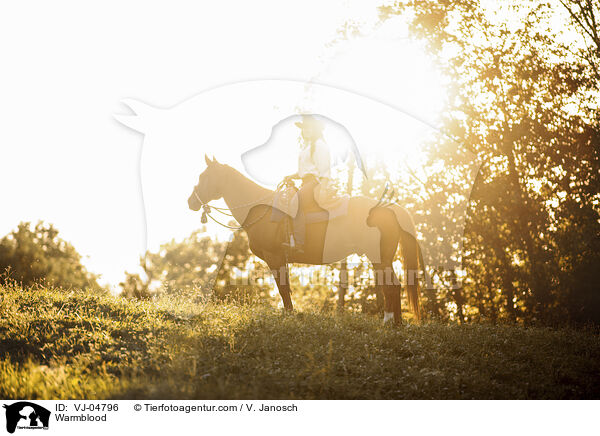 Warmblut / Warmblood / VJ-04796