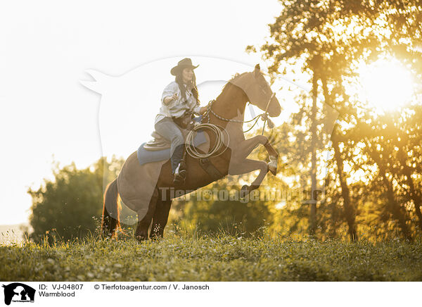 Warmblut / Warmblood / VJ-04807