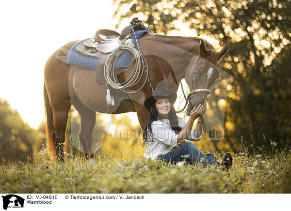 Warmblut / Warmblood / VJ-04810