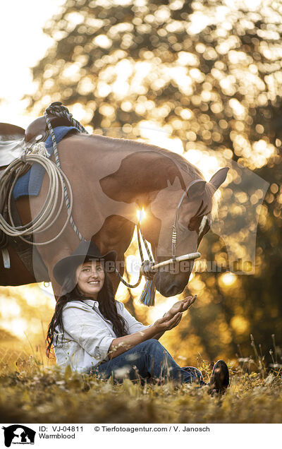 Warmblut / Warmblood / VJ-04811