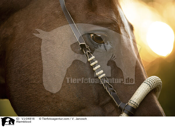 Warmblut / Warmblood / VJ-04816