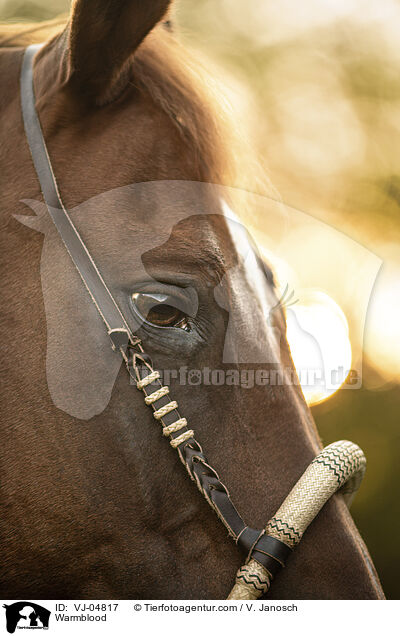 Warmblut / Warmblood / VJ-04817