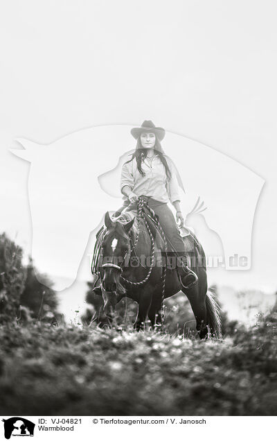 Warmblut / Warmblood / VJ-04821