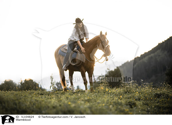 Warmblut / Warmblood / VJ-04824