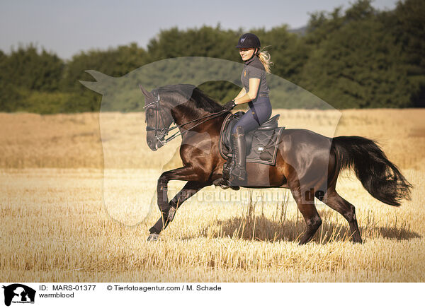 warmblood / MARS-01377
