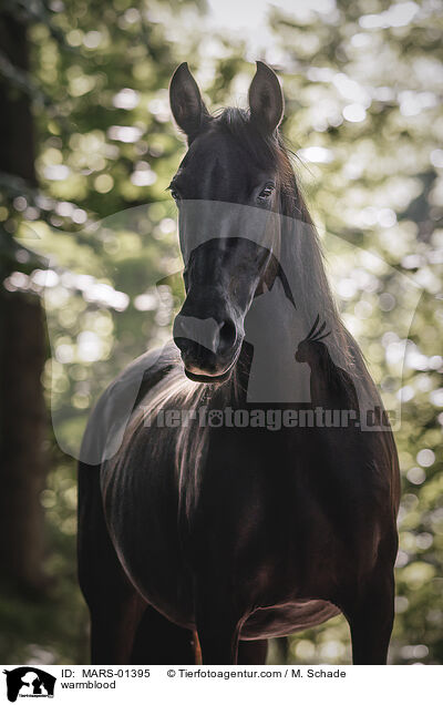 Warmblut / warmblood / MARS-01395
