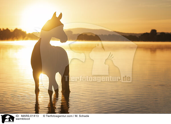 Warmblut / warmblood / MARS-01413