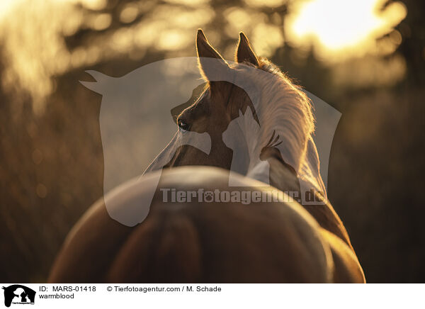 Warmblut / warmblood / MARS-01418