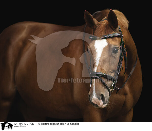 Warmblut / warmblood / MARS-01420