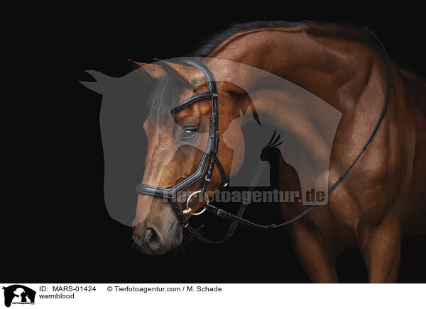 warmblood / MARS-01424