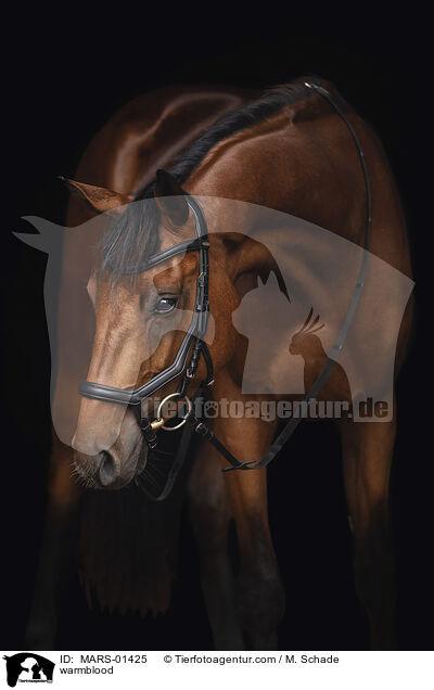 warmblood / MARS-01425